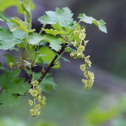 Ribes rubrum (garden red currant)